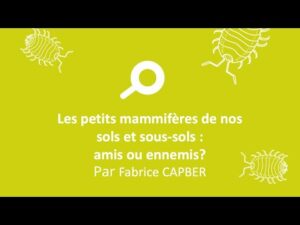 Lire la suite à propos de l’article Les petits mammifères de nos sols et sous-sols : amis ou ennemis?