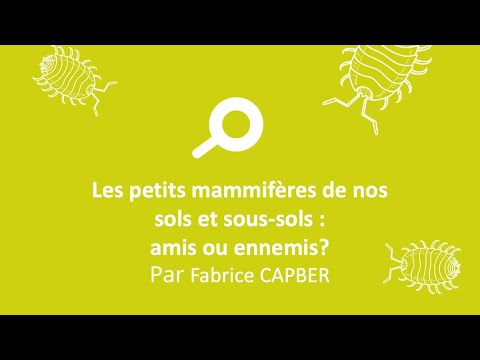 You are currently viewing Les petits mammifères de nos sols et sous-sols : amis ou ennemis?